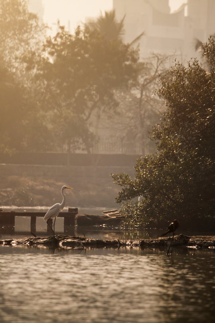 Great Egret Birds On The Lake During Sunrise 