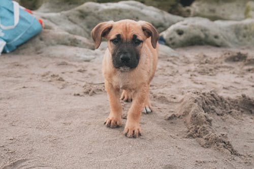 Close-Up Shot of a Brown Dog on Sand