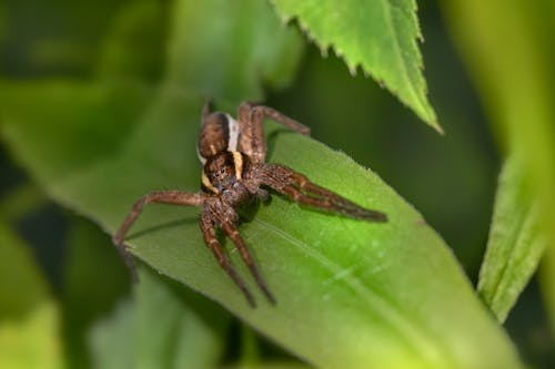 Ücretsiz hayvan fotoğrafçılığı, makro çekim, örümcek içeren Ücretsiz stok fotoğraf Stok Fotoğraflar