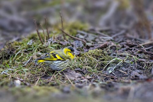 Kostnadsfri bild av djurfotografi, eurasisk siskin, fågel