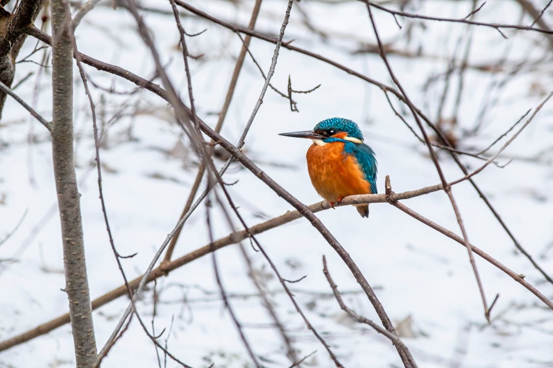 Free Common Kingfisher Perched on a Branch Stock Photo