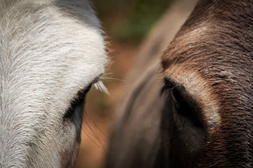 Foto d'estoc gratuïta de cavalls, ull dels animals, ulls bonics