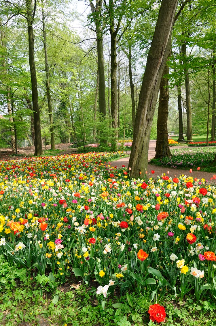 Colorful Tulips Blooming In The Park