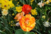 Yellow and Red Flower in Bloom
