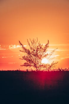A serene silhouette of a single tree at sunset with vivid orange and red hues creating a tranquil atmosphere.