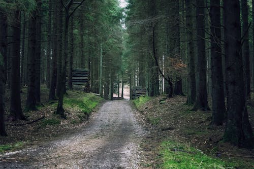 Photos gratuites de arbres, chemin de terre, route non pavée