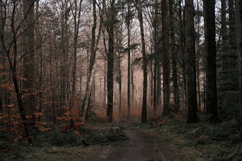 Pathway between Trees
