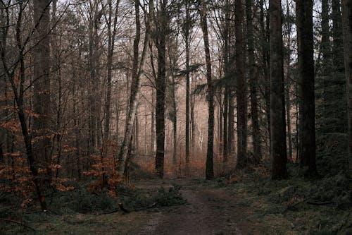 Photos gratuites de arbres, chemin de terre, forêt