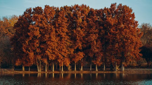 Brown Trees near a Lake