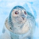 佛罗里达州彭萨科拉海滩清澈蓝色的水中可爱的港海豹