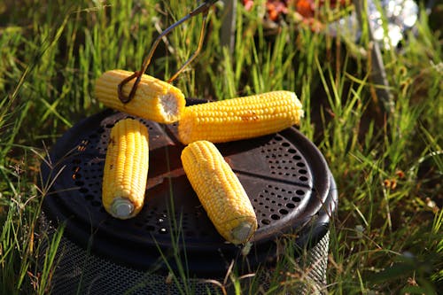 Free stock photo of agriculture, background, barbecue Stock Photo