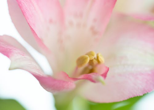 Free stock photo of beautiful, beautiful flower, blooming flower Stock Photo