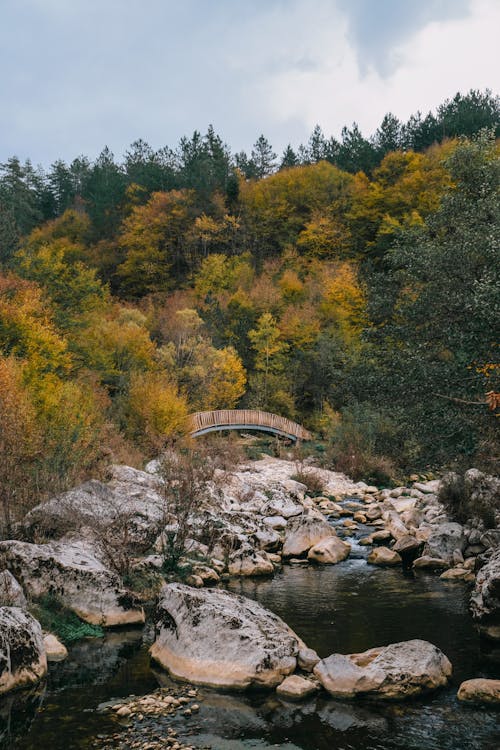 A Rocky River between Trees