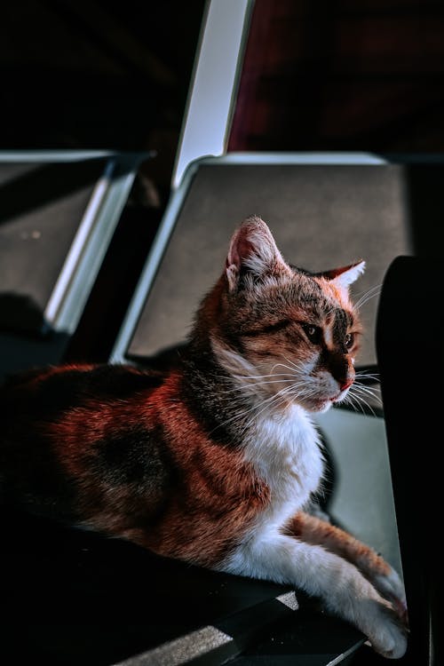 Close-Up Shot of a Cat