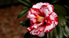 Close-up Photo of a Camellia Flower in Bloom