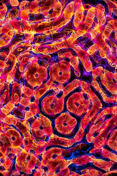 A dynamic and colorful abstract fractal pattern with vivid swirling shapes.