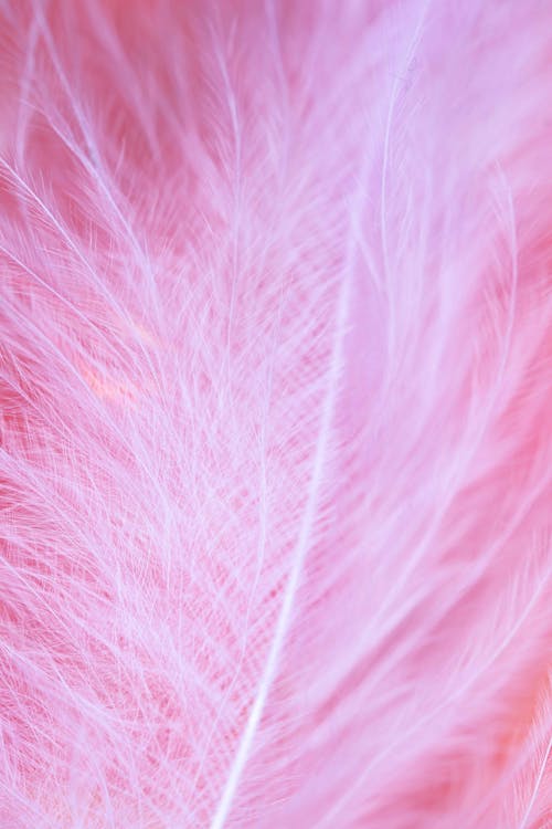 特写摄影中的粉红色羽毛插图