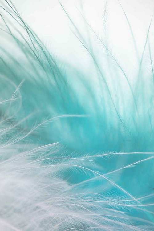 Free Feather in Close-up Photography Stock Photo