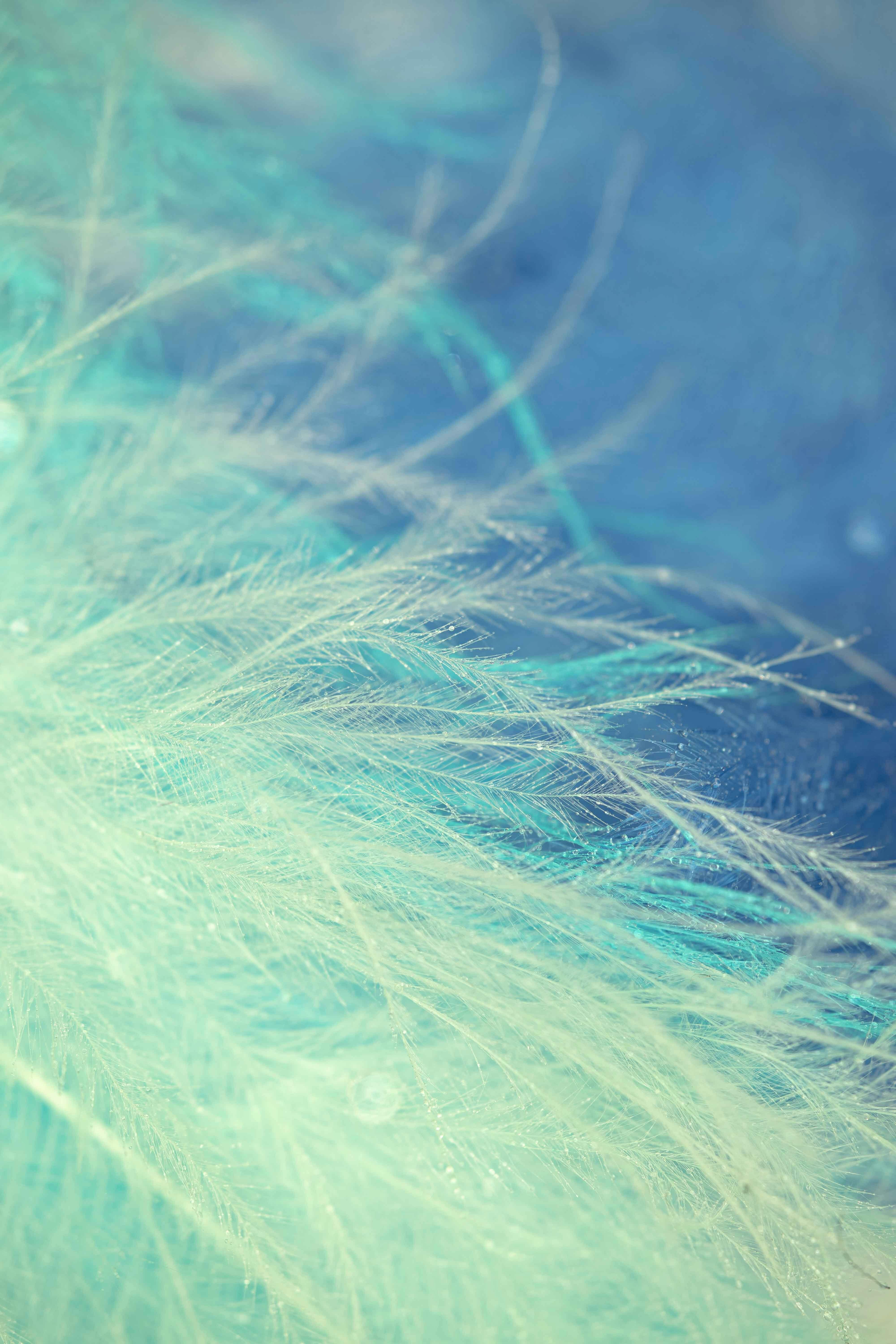 A close-up of a delicate feather with a soft blue and green gradient, creating a dreamy and abstract background.