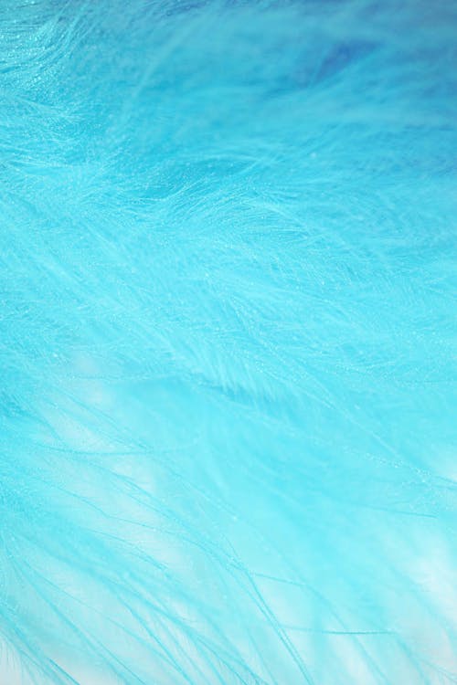 Free Close-up Photo of Blue Feathers Stock Photo