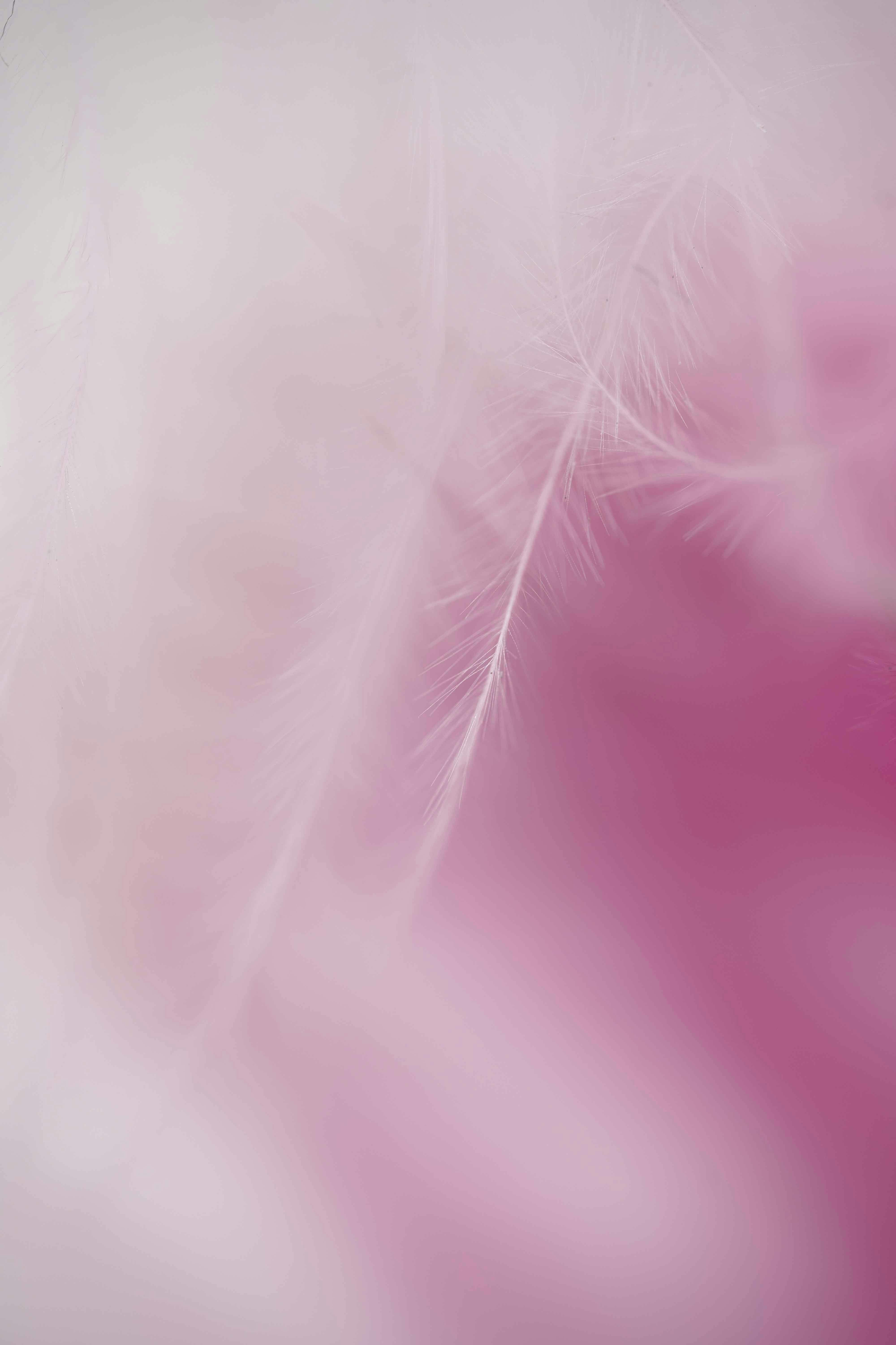 Pink Feathers Texture Wallpaper