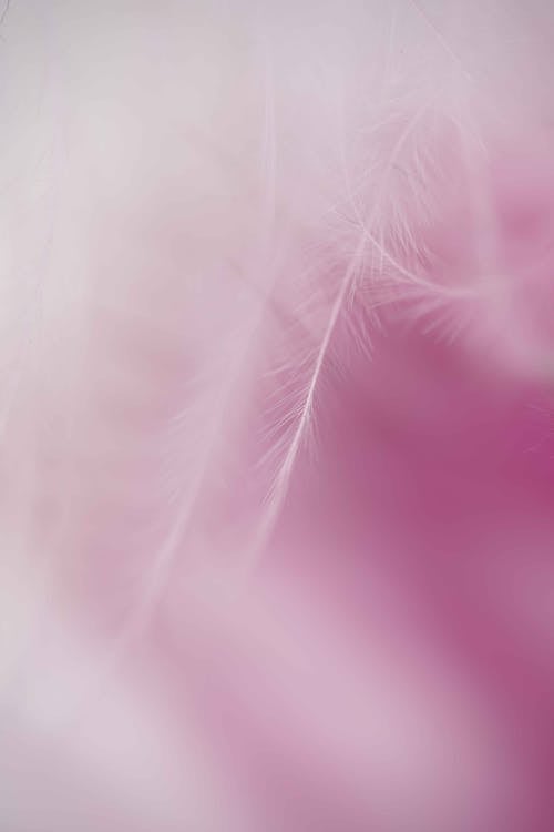 Feathers on Pink Background