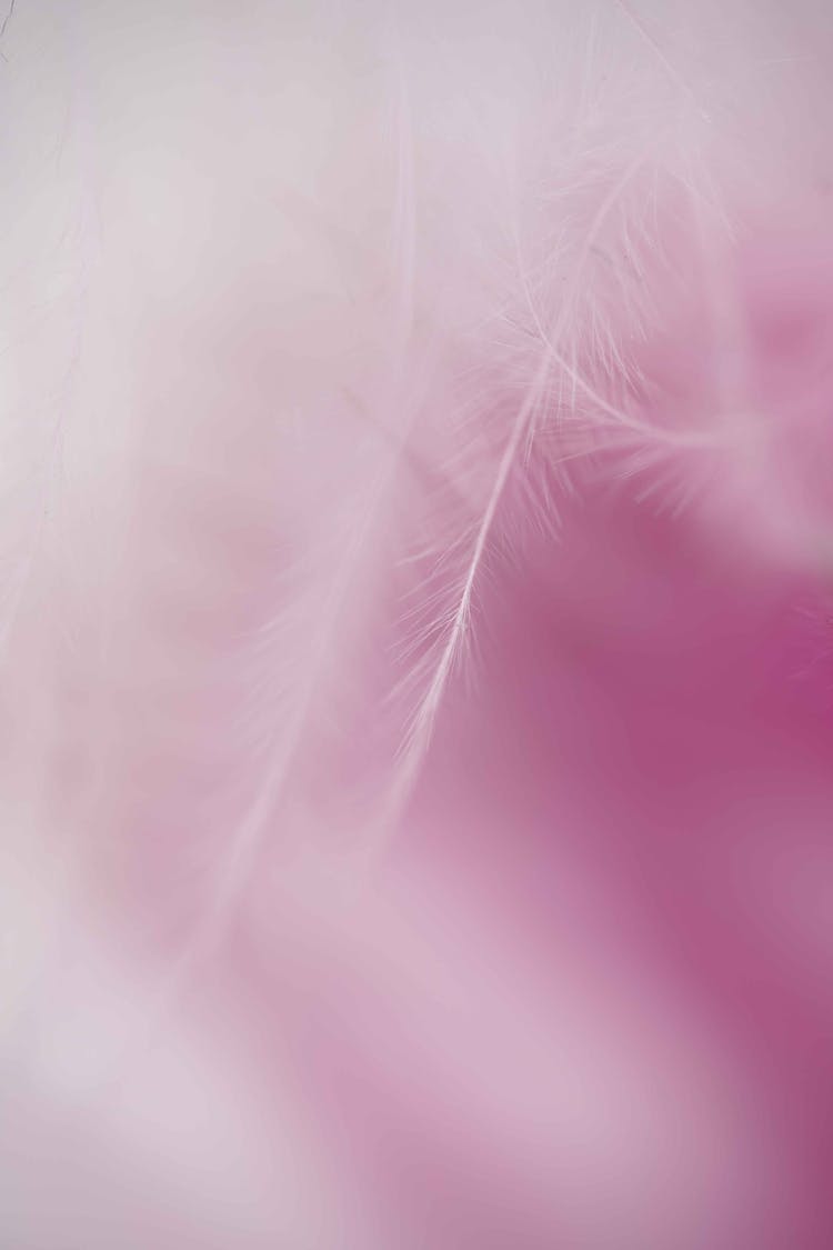 Feathers On Pink Background