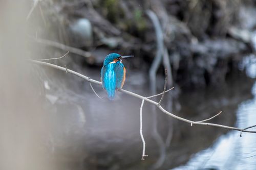 Free A stunning kingfisher sits on a branch near water in Tallinn, Estonia. Stock Photo