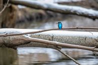 Blue Bird on Brown Tree Branch