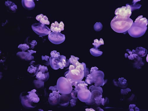 A Swarm of Purple Jellyfish