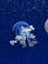 A Jellyfish Swimming in Deep Waters
