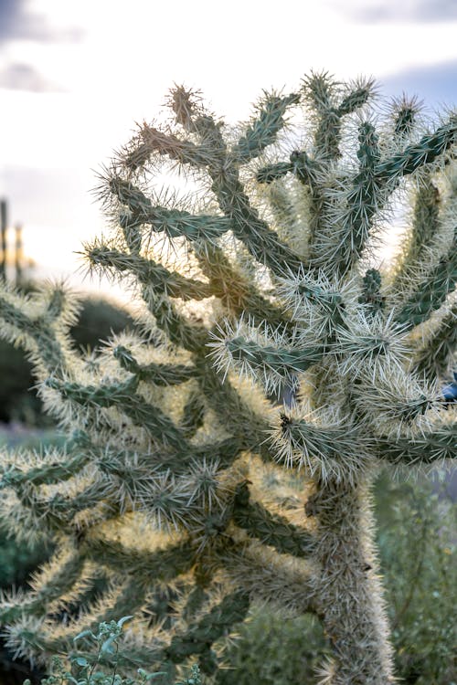 アリゾナ, サボテン, サボテンの植物の無料の写真素材