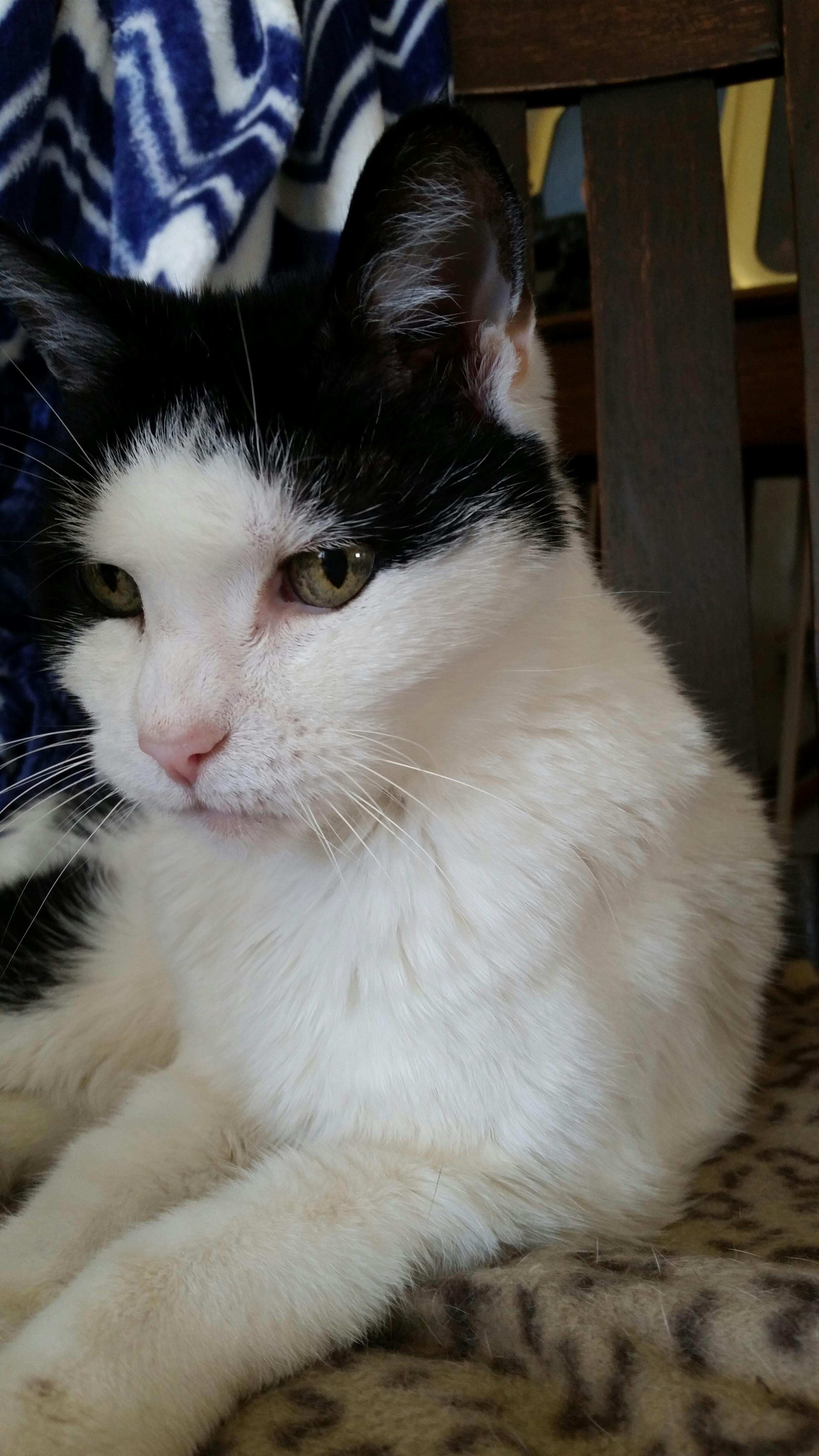 Free stock photo of emily the cat, nineteen year old cat, old cat