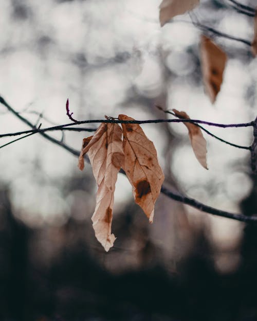 Selective Focus of Dried Leaves on the Branch