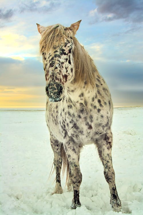 Foto stok gratis appaloosa, kuda, musim dingin
