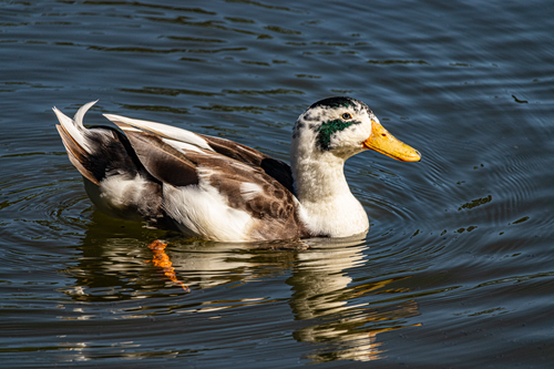 Free Serene image of a duck swimming in calm waters, showcasing natural beauty and peacefulness. Stock Photo
