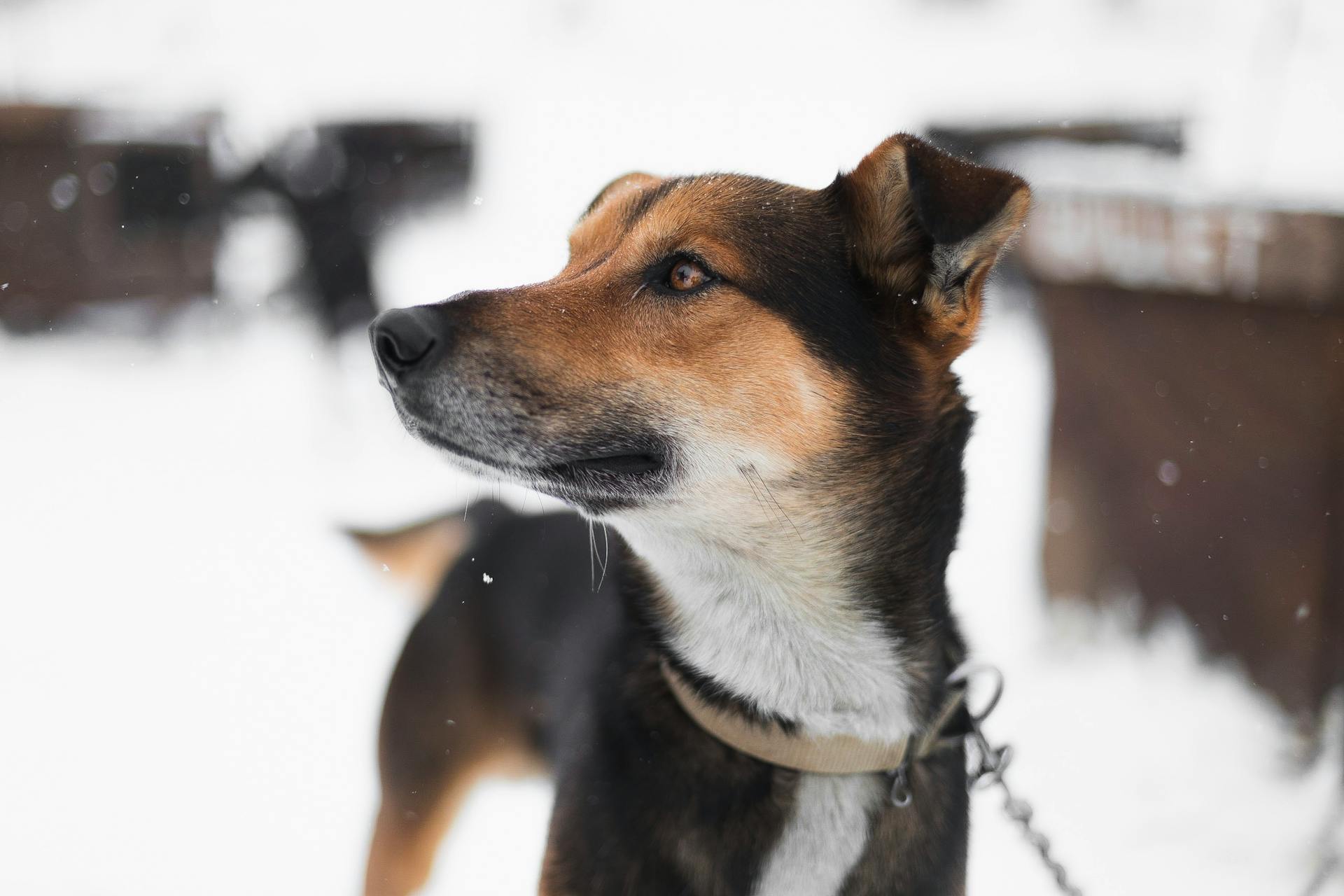 La concentration sélective des chiens de chasse