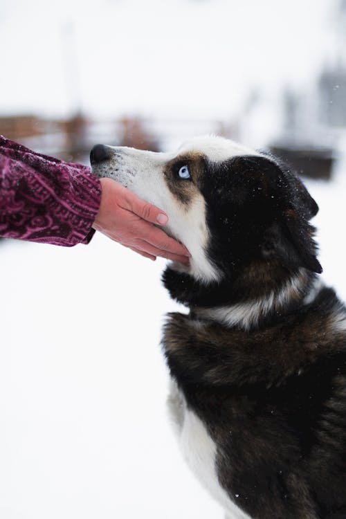 ハンド, ペット, 冬の無料の写真素材