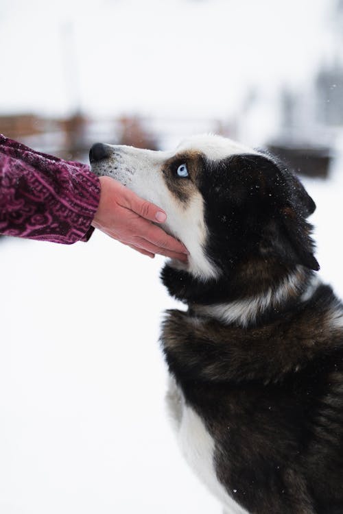 Ilmainen kuvapankkikuva tunnisteilla eläin, kädet ihmisen kädet, käsi