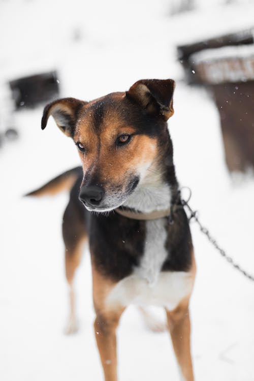 Free Brown and Black Short Coated Dog on Snow Covered Ground Stock Photo