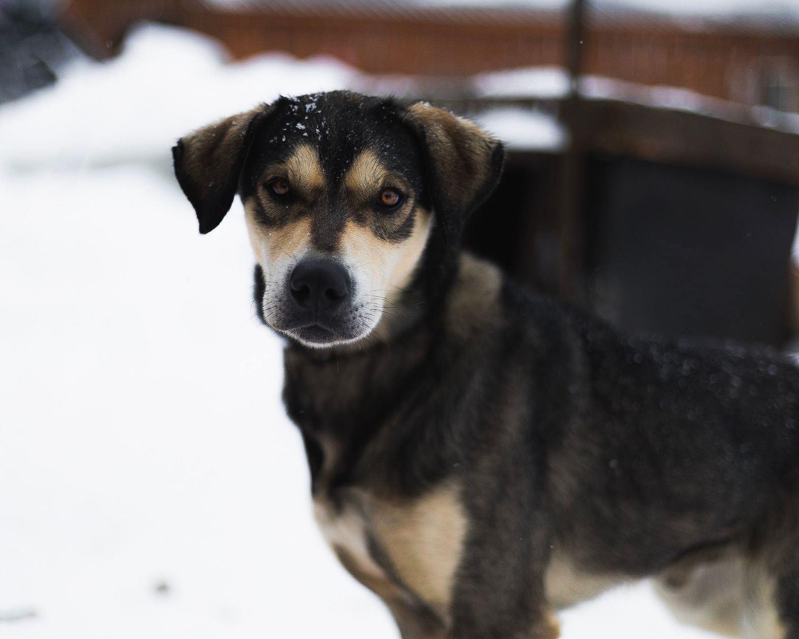 Portrait of a dog at a veterinary clinic