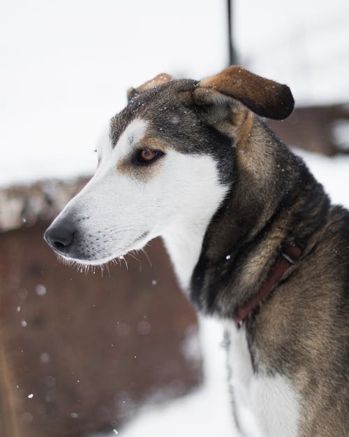 Free A Siberian Husky Outside while Snowing Stock Photo