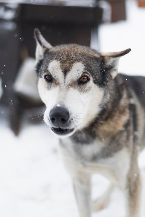 Free Black and White Siberian Husky on Snow Covered Ground Stock Photo