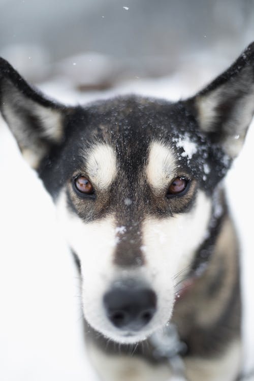 Free Black and White Dog on Snow Covered Ground Stock Photo