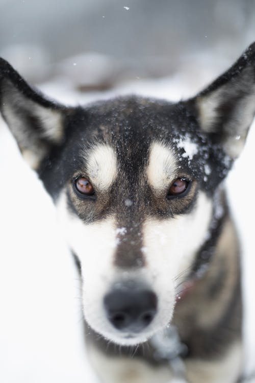 Fotos de stock gratuitas de animal, invierno, mascota