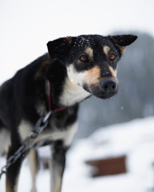 Free Close-up of a dog with snowflakes on its fur, standing with a leash in winter. Stock Photo