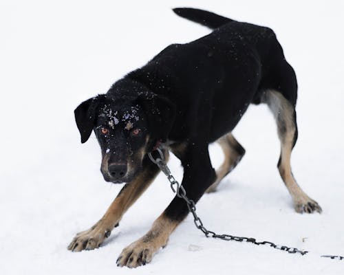 Free Black Dog on a Chain Stock Photo