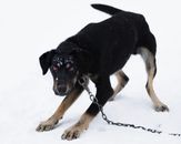 Black and Tan Short Coat Medium Sized Dog on Snow Covered Ground