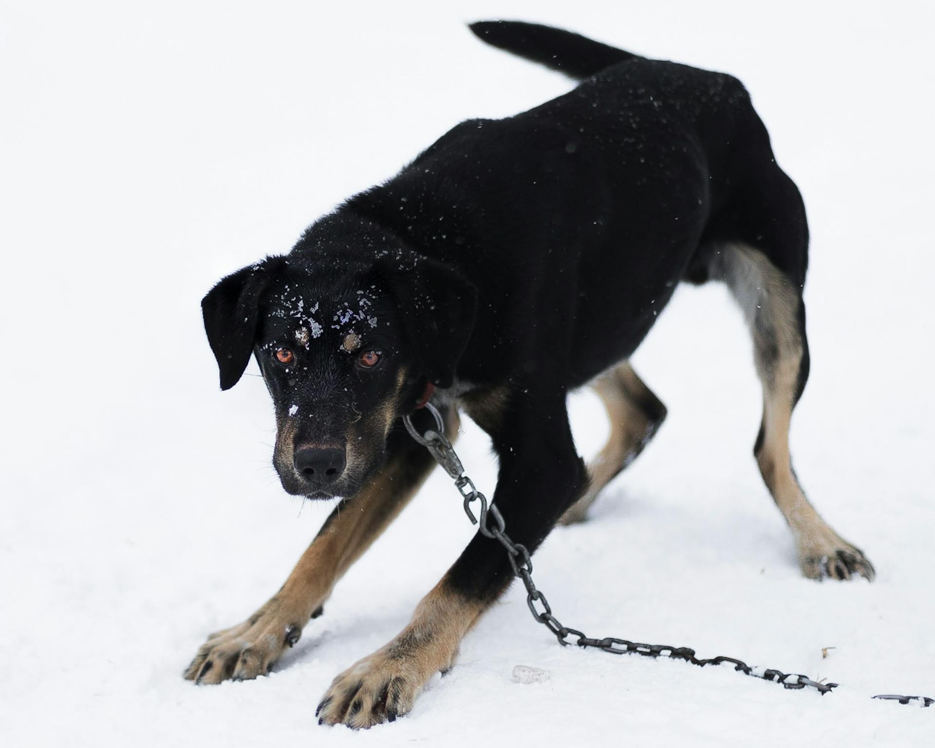 Svart hund på kedja