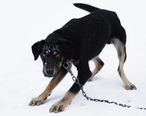 Free Focused dog in winter with chain, black and snow-covered, showcasing determination. Stock Photo